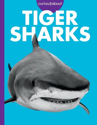 Cover image for Curious about Tiger Sharks