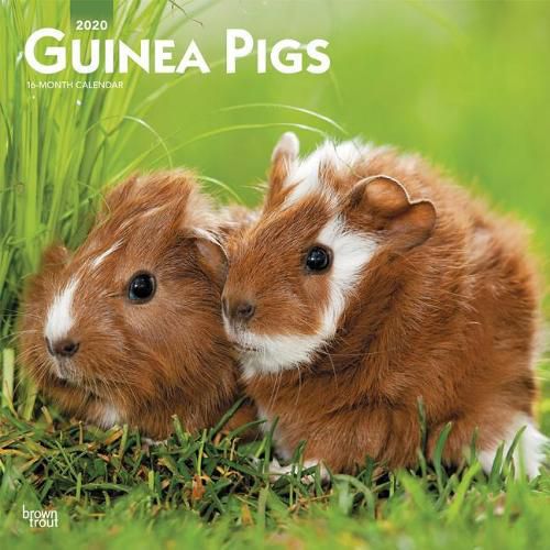 Guinea Pigs 2020 Square Wall Calendar