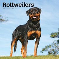 Cover image for Rottweilers 2020 Square Wall Calendar