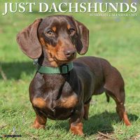 Cover image for Just Dachshunds 2025 12 X 12 Wall Calendar