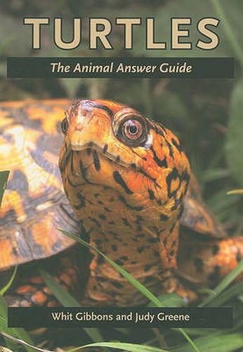 Cover image for Turtles: The Animal Answer Guide