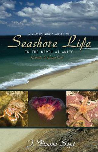 Cover image for A Photographic Guide to Seashore Life in the North Atlantic: Canada to Cape Cod