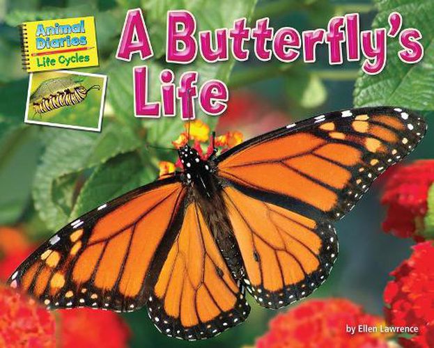 Cover image for A Butterfly's Life
