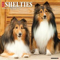 Cover image for Just Shelties 2025 12 X 12 Wall Calendar