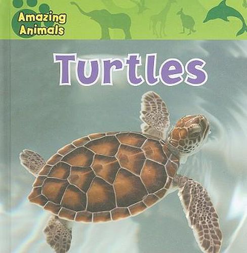 Cover image for Turtles