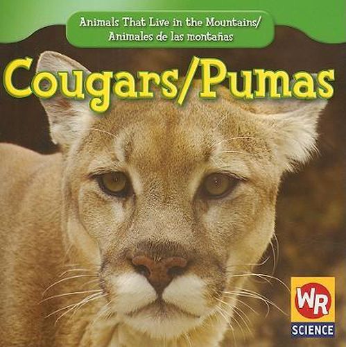 Cougars / Puma