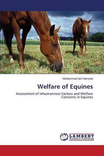 Cover image for Welfare of Equines