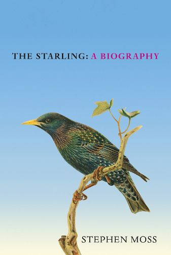 Cover image for The Starling