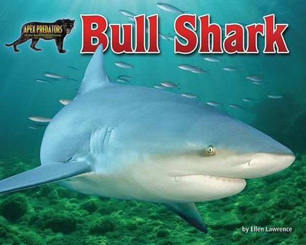 Bull Shark