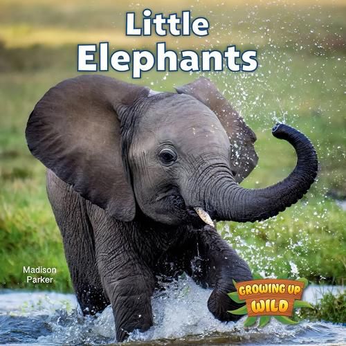 Cover image for Little Elephants