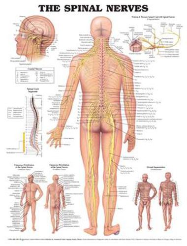 Cover image for The Spinal Nerves Anatomical Chart