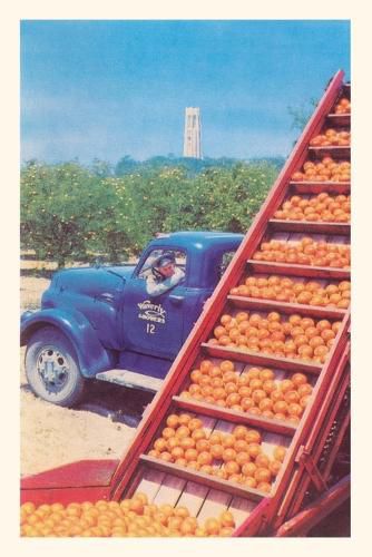 Cover image for Vintage Journal Sorting Oranges in Orchard, Florida