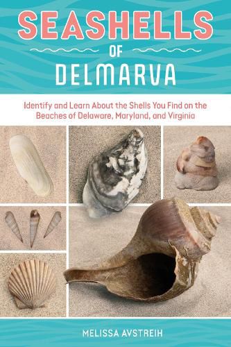 Cover image for Seashells of Delmarva