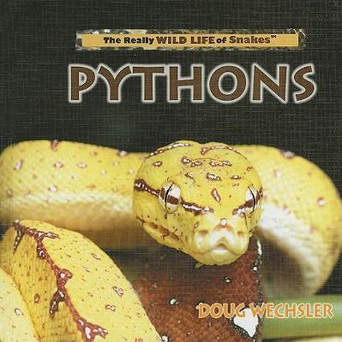 Cover image for Pythons