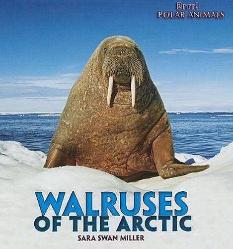 Walruses of the Arctic