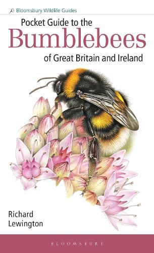 Cover image for Pocket Guide to the Bumblebees of Great Britain and Ireland