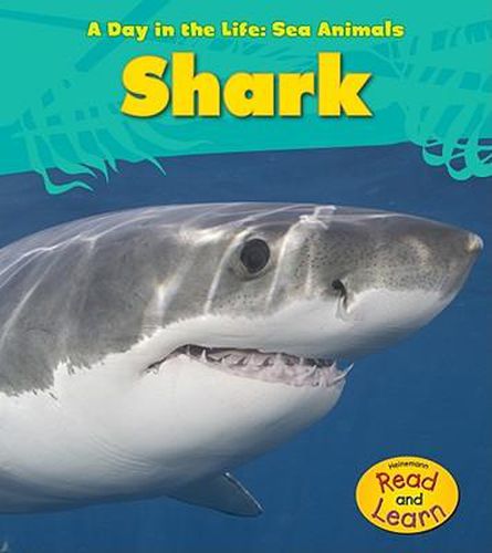 Cover image for Shark