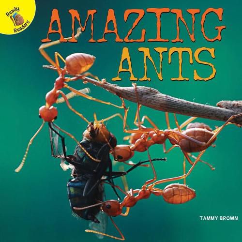 Cover image for Amazing Ants