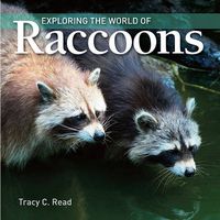 Cover image for Exploring the World of Raccoons