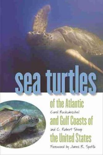 Cover image for Sea Turtles of the Atlantic and Gulf Coasts of the United States