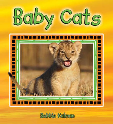 Cover image for Baby Cats