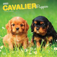 Cover image for Cavalier King Charles Spaniel Puppies 2023 Square