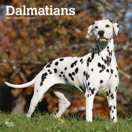 Dalmatians 2020 Square Wall Calendar