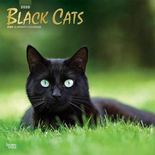 Black Cats 2020 Square Wall Calendar