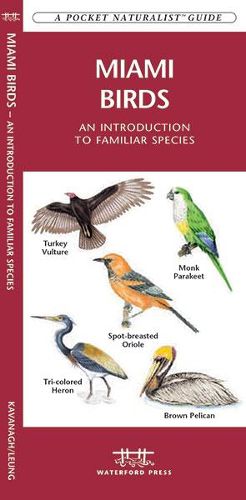 Cover image for Miami Birds: A Folding Pocket Guide to Familiar Species