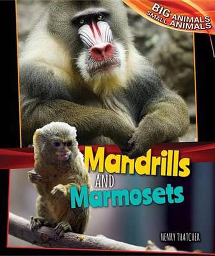 Cover image for Mandrills and Marmosets