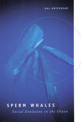 Cover image for Sperm Whales: Social Evolution in the Ocean