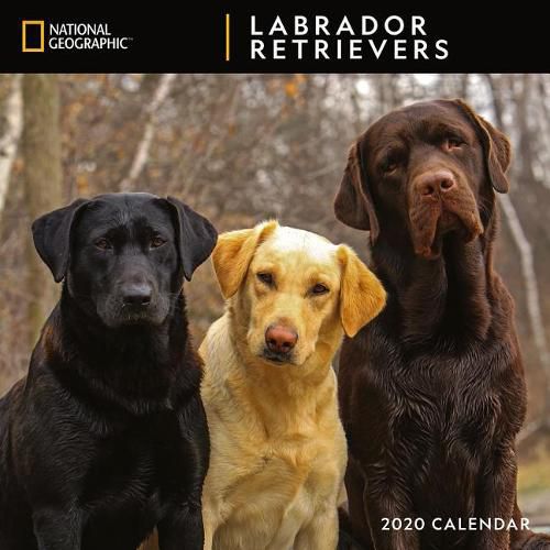 Cal 2020-National Geographic Labrador Retrievers Wall