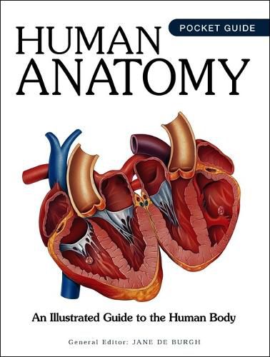 Cover image for Human Anatomy