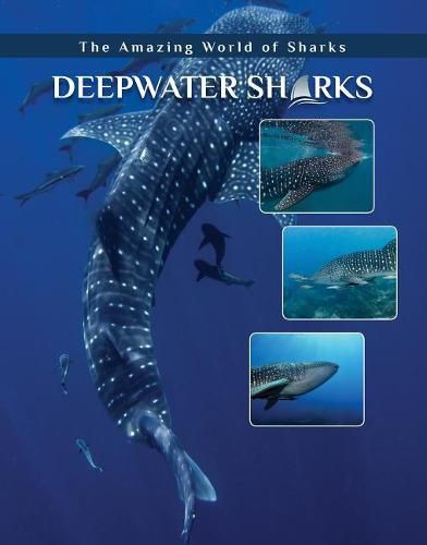 Cover image for Deepwater Sharks