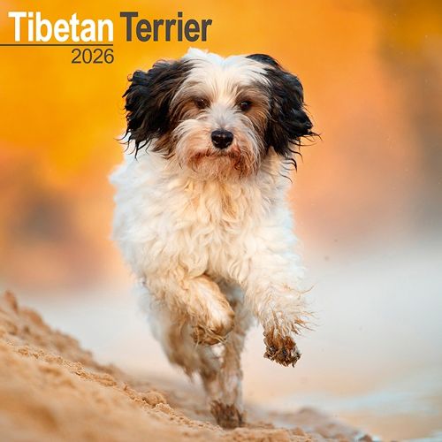 Cover image for Tibetan Terrier Calendar 2026 Square Dog Breed Wall Calendar - 16 Month