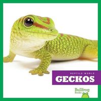 Cover image for Geckos