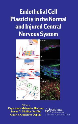 Cover image for Endothelial Cell Plasticity in the Normal and Injured Central Nervous System