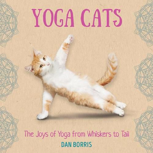 Cover image for Yoga Cats