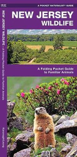 Cover image for New Jersey Wildlife: A Folding Pocket Guide to Familiar Species