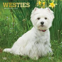 Cover image for West Highland White Terriers 2020 Square Wall Calendar