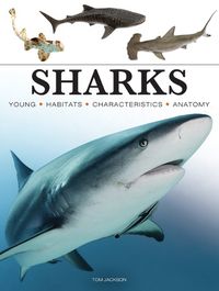 Cover image for Sharks & Underwater Predators