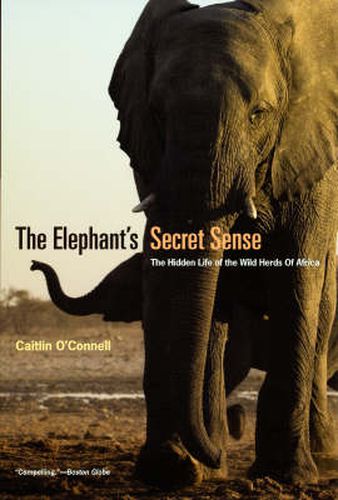 Cover image for The Elephant"s Secret Sense - The Hidden Life of the Wild Herds of Africa