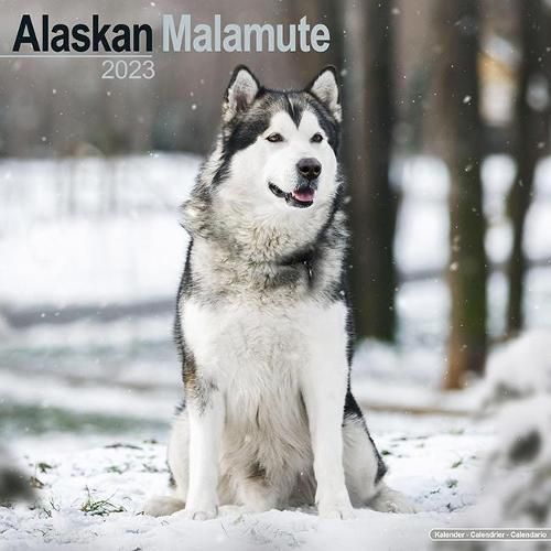 Cover image for Alaskan Malamute 2023 Wall Calendar
