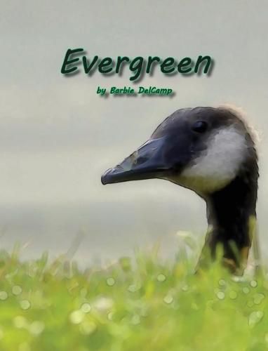 Cover image for Evergreen