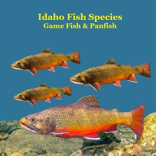 Cover image for Idaho Panfish and Game Fish Species Kids Book