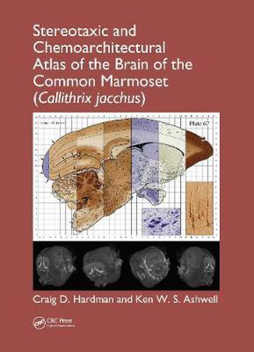 Cover image for Stereotaxic and Chemoarchitectural Atlas of the Brain of the Common Marmoset (Callithrix jacchus)