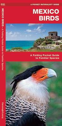 Cover image for Mexico Birds: A Folding Pocket Guide to Familiar Species