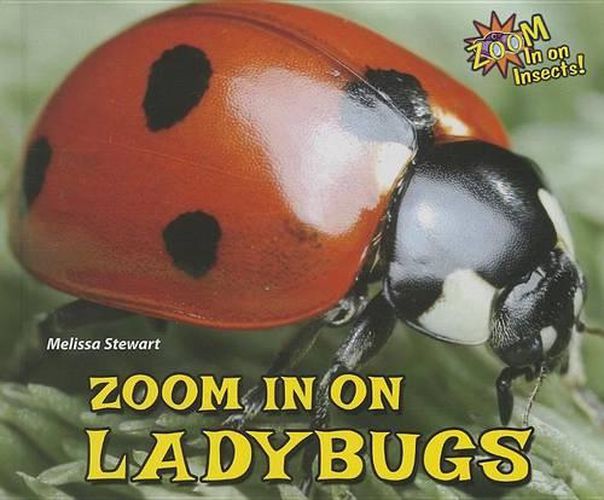 Zoom in on Ladybugs