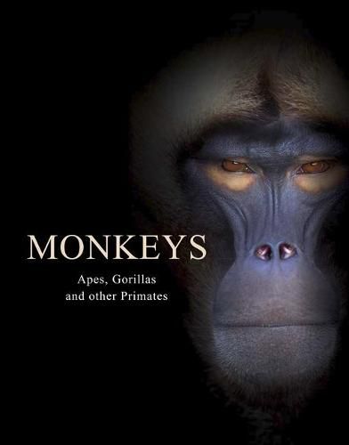 Cover image for Monkeys: Apes, Gorillas and other Primates