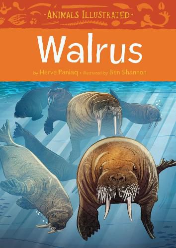 Cover image for Animals Illustrated: Walrus